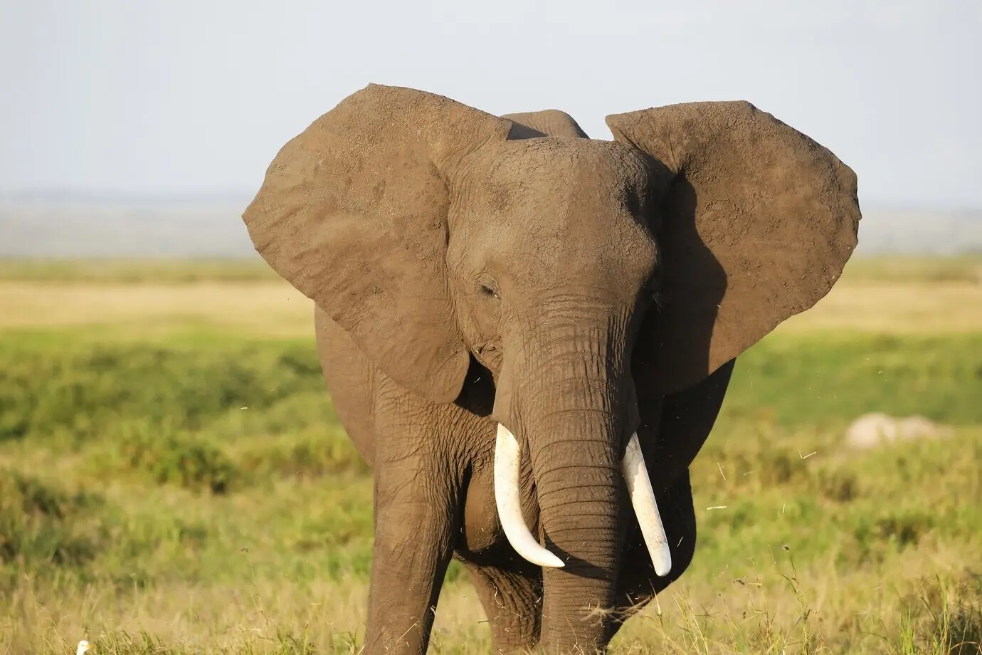 Ein Elefant im Amboseli-Nationalpark in Kenia, Afrika.