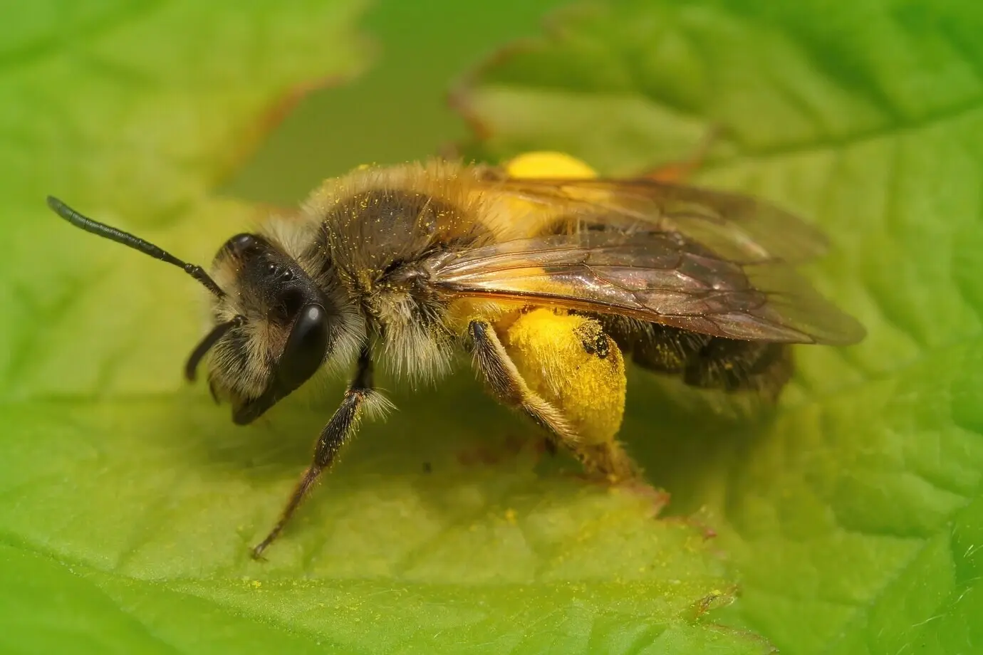 Nahaufnahme einer weiblichen Sandbiene (Andrena angustior) mit Pollen auf einem grünen Blatt.
