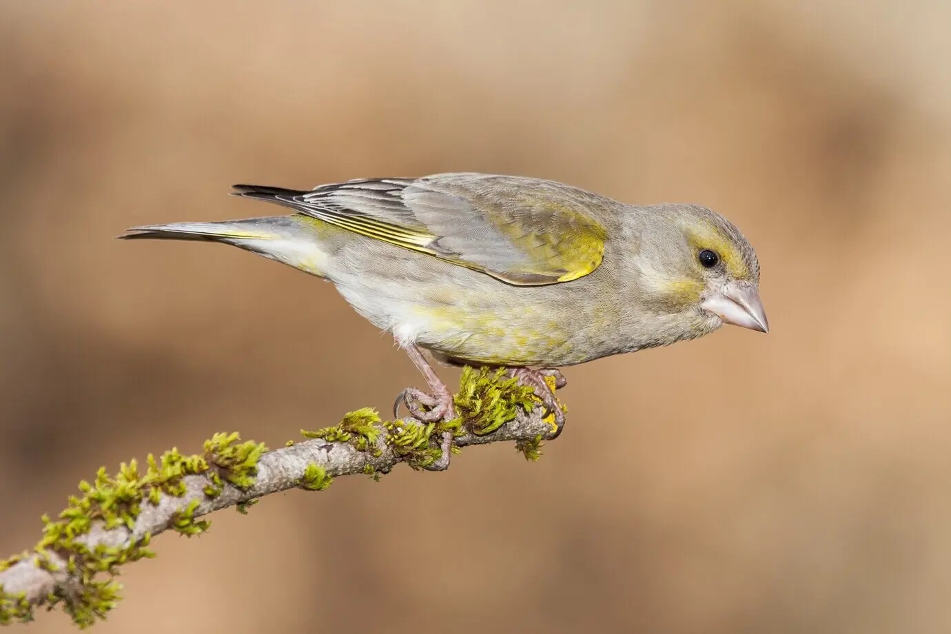 Nahaufnahme eines schönen Vogels mit selektivem Fokus.