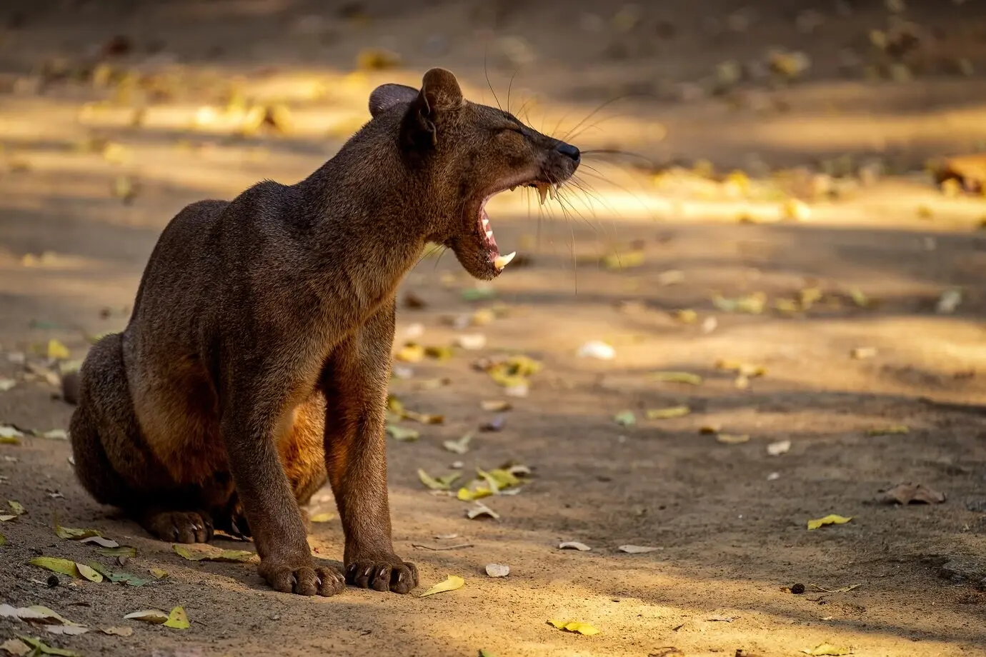 Ein wütender Fossa sitzt mit weit aufgerissenem Maul auf einer Straße mit vielen herabgefallenen Blättern.